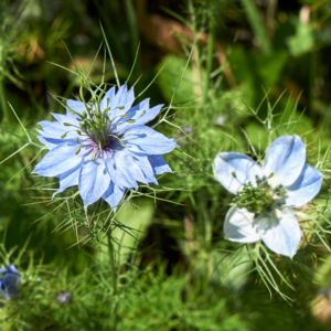 nigella sativa