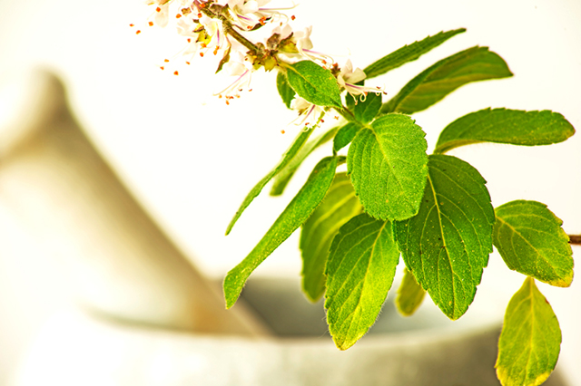 Holy basil leaves and flowers