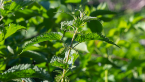 Confused about allergy treatment? We explore both conventional and natural solutions for allergies. Learn about antihistamines, immunotherapy, and herbal options like butterbur to find your path to allergy relief!
