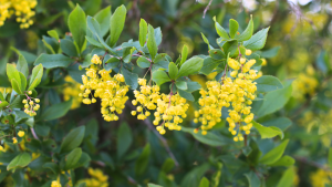 Berberine vs. Whole Plants: Is Long-Term Use Safe? Exploring Microbiome Impacts