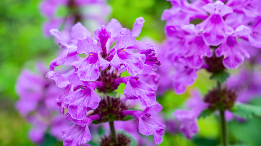 Beyond Herbal Trivia: Distinguishing between Wood Betony (Stachys officinalis) and Lousewort (Pedicularis spp.)