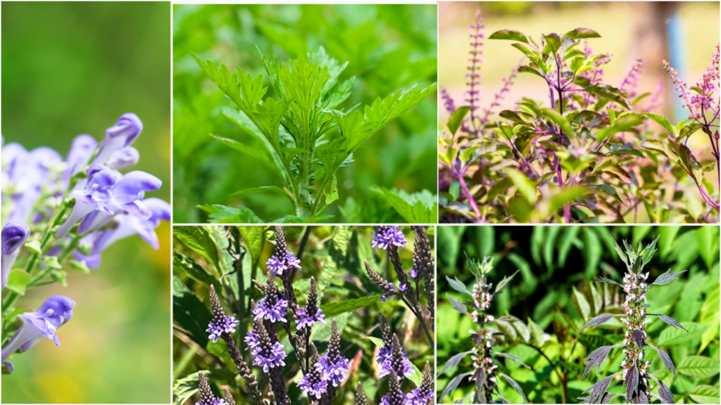 reclaiming intuition with plant allies