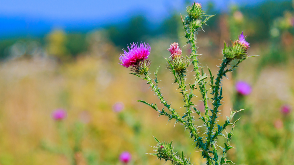 herbal medicine for boundaries