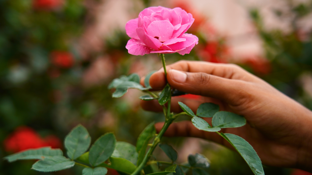 herbal medicine for boundaries