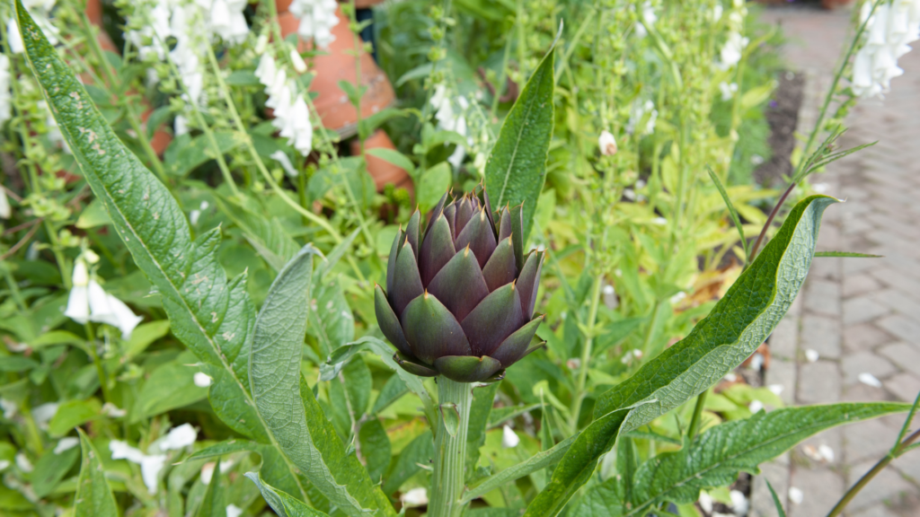 Drawbacks of Antacids