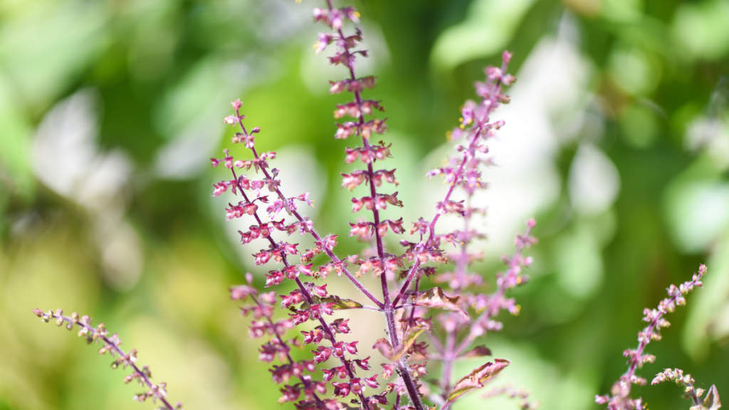 histamine intolerance